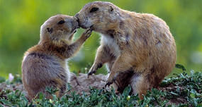 Prairie Dogs' Greeting Kiss