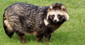 Raccoon Dog: Raccoon or Dog?