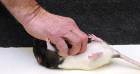 Rats "laugh" when they are tickled.