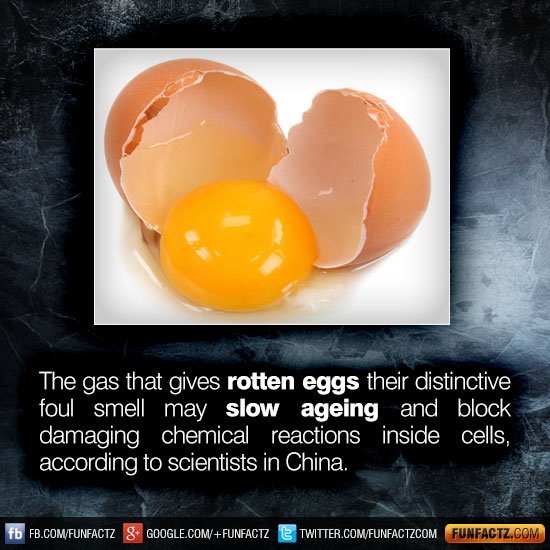 The gas that gives rotten eggs their distinctive foul smell may slow 
