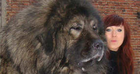 Introducing the Humongous Russian Bear Dog
