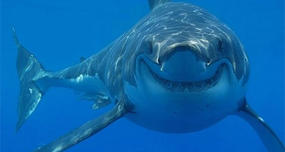 Sharks have been on the planet longer than trees.