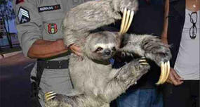 The Sloth Poop Dance