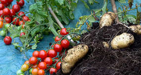 TomTato: Plant That Produces Both Potatoes and Tomatoes