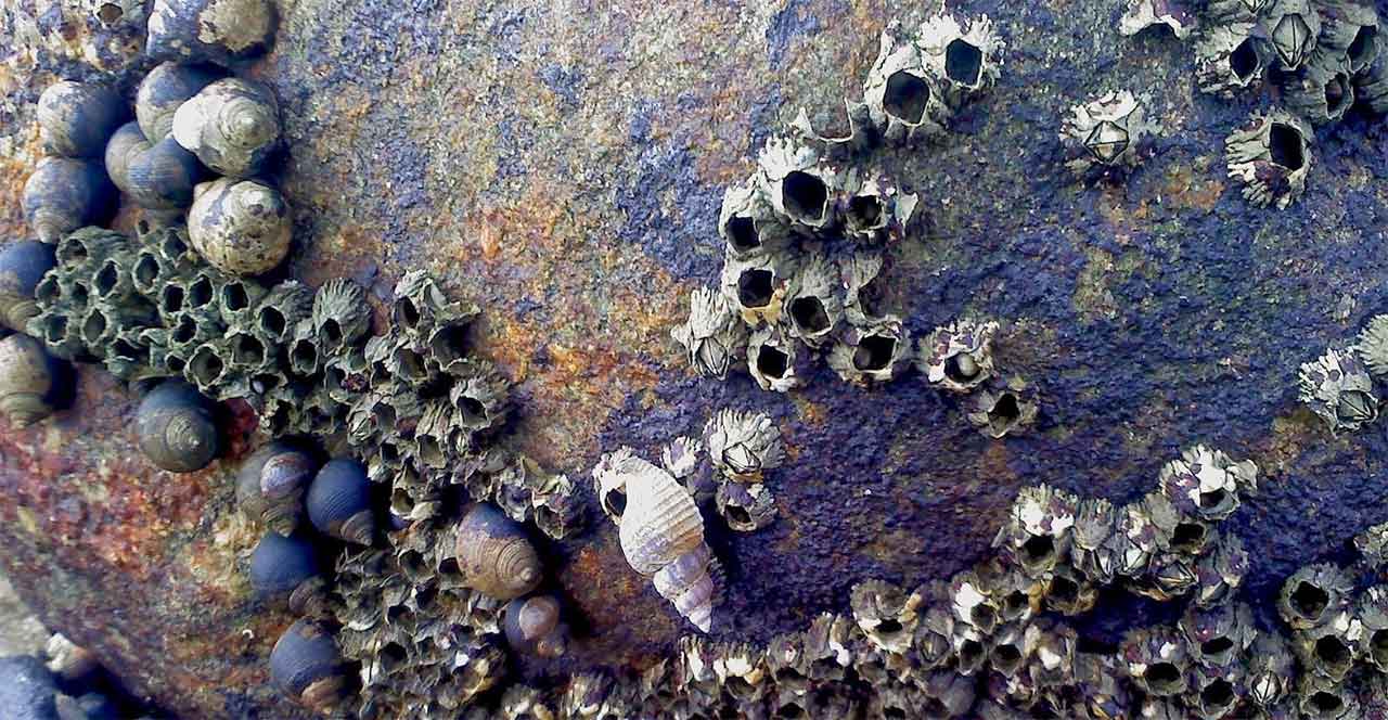 Barnacles, Proportionally, Have The Largest Penis In The Animal Kingdom