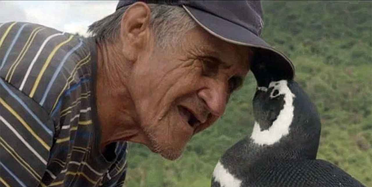 Rescued Penguin Travels 5,000 Miles to Visit Rescuer Every Year