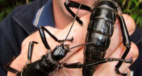 Tree Lobster: Huge Insect Once Thought to Be Extinct, Survives on Small Island