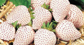 Japan's White Strawberries